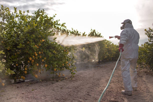 Best Termite Control Services  in Sheridan, CA