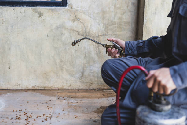 Best Rat Extermination Near Me  in Sheridan, CA